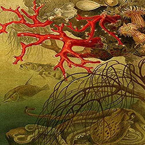 Buyenlarge 0-587-16587-L-P1218 Coral Paper Poster, 12" x 18"