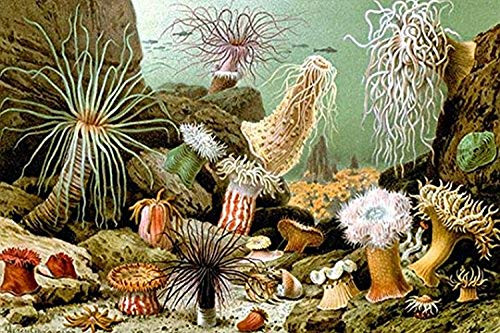 Buyenlarge Sea Anemones - 16" X 24" Fine Art Giclee Print