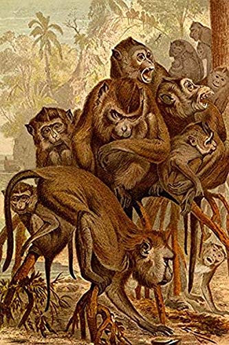 Buyenlarge Monkey Family - 16" X 24" Fine Art Giclee Print