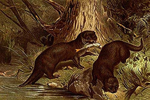 Buyenlarge Sea Otters - 16" X 24" Fine Art Giclee Print