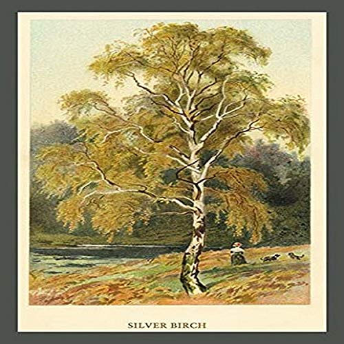 Buyenlarge 0-587-17595-8-P1218 Silver Birch Paper Poster, 12" x 18"