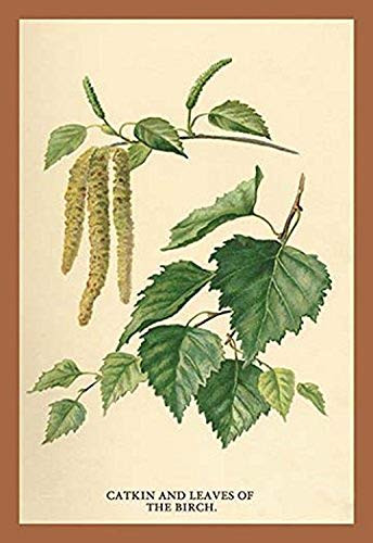 Buyenlarge Catkin & Leaves of The Birch - 8" X 12" Fine Art Giclee Print