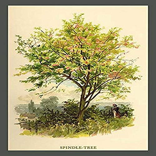 Buyenlarge "Spindle Tree Paper Poster, 18" x 27"