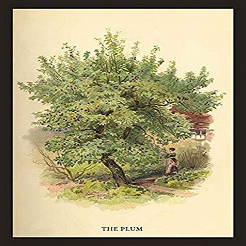 Buyenlarge 0-587-17601-6-G1827 'The Plum' Giclee Fine Art Print, 18" x 27" Buyenlarge 0-587-17601-6-G1827 'The Plum' Giclee Fine Art Print, 18" x 27"