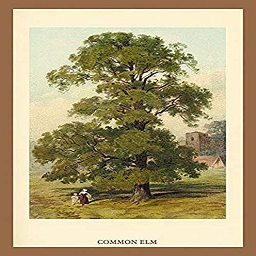 Buyenlarge "Common Elm Paper Poster, 18" x 27" Buyenlarge "Common Elm Paper Poster, 18" x 27"