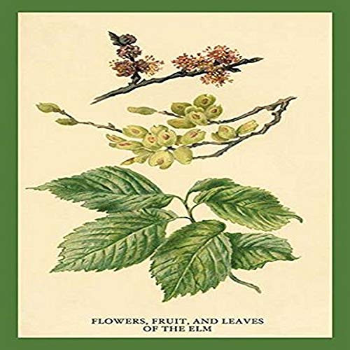 Buyenlarge 0-587-17606-7-G1827 'Flowers, Fruits and Leaves of The Elm' Giclee Fine Art Print, 18" x 27" Buyenlarge 0-587-17606-7-G1827 'Flowers, Fruits and Leaves of The Elm' Giclee Fine Art Print, 18" x 27"