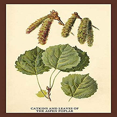 Buyenlarge "Catkins and Leaves of The Aspen Poplar Paper Poster, 18" x 27"