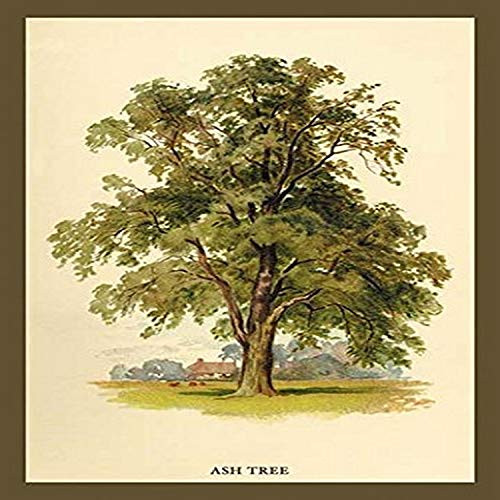 Buyenlarge 0-587-17621-0-P1218 Ash Tree Paper Poster, 12" x 18" Buyenlarge 0-587-17621-0-P1218 Ash Tree Paper Poster, 12" x 18"