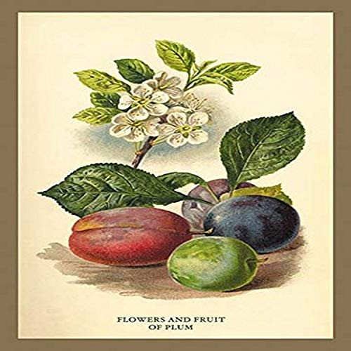 Buyenlarge "Flowers and Fruit of a Plum Paper Poster, 18" x 27" Buyenlarge "Flowers and Fruit of a Plum Paper Poster, 18" x 27"