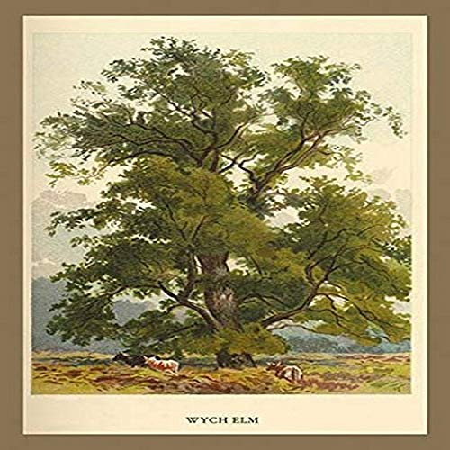 Buyenlarge 0-587-17628-8-P1218 Wych Elm Paper Poster, 12" x 18"
