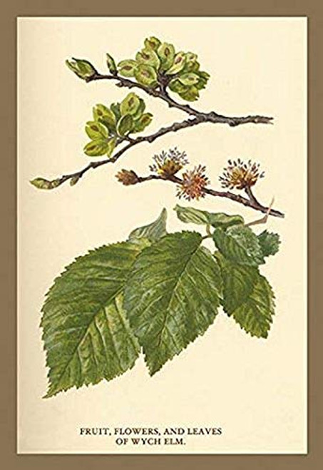 Buyenlarge 0-587-17629-6-G1827 'Fruit, Flower and Leaves from Wych Elm' Giclee Fine Art Print, 18" x 27" Buyenlarge 0-587-17629-6-G1827 'Fruit, Flower and Leaves from Wych Elm' Giclee Fine Art Print, 18" x 27"