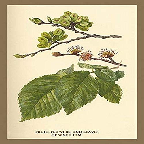 Buyenlarge 0-587-17629-6-P1218 Fruit, Flower and Leaves from Wych Elm Paper Poster, 12" x 18" Buyenlarge 0-587-17629-6-P1218 Fruit, Flower and Leaves from Wych Elm Paper Poster, 12" x 18"