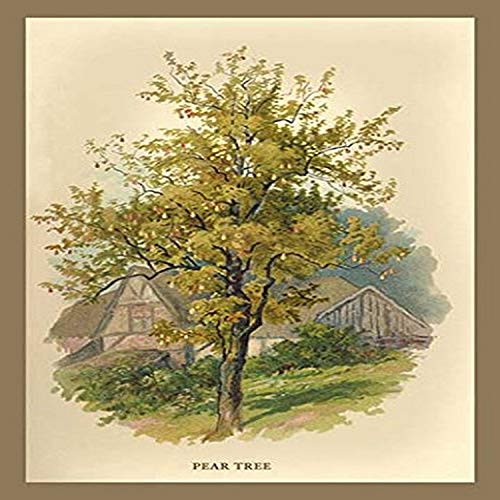 Buyenlarge 0-587-17630-x-P1218 Pear Tree Paper Poster, 12" x 18" Buyenlarge 0-587-17630-x-P1218 Pear Tree Paper Poster, 12" x 18"