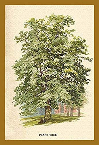 Buyenlarge The Plane Tree - 16" X 24" Fine Art Giclee Print