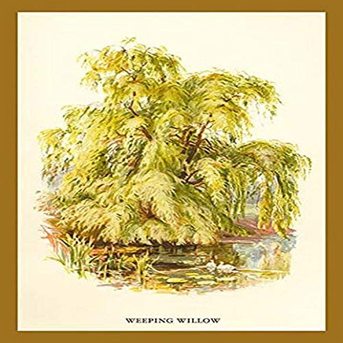 Buyenlarge "The Weeping Willow Paper Poster, 18" x 27"