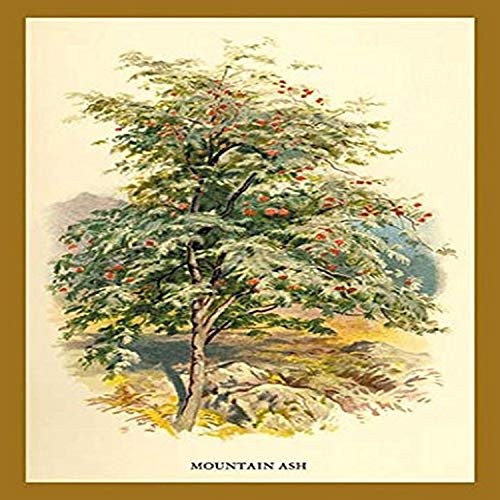 Buyenlarge 0-587-17650-4-P1218 Mountain Ash Paper Poster, 12" x 18" Buyenlarge 0-587-17650-4-P1218 Mountain Ash Paper Poster, 12" x 18"
