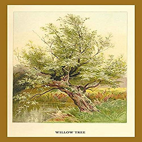 Buyenlarge 0-587-17652-0-P1218 Willow Tree Paper Poster, 12" x 18" Buyenlarge 0-587-17652-0-P1218 Willow Tree Paper Poster, 12" x 18"