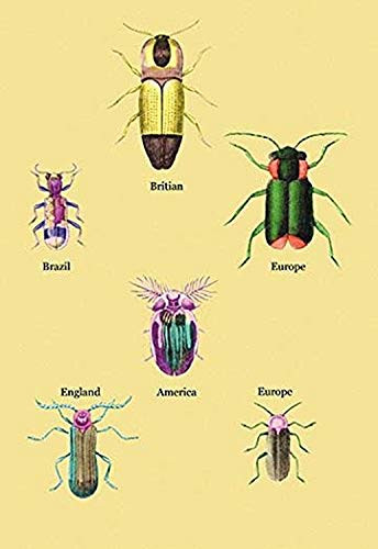 Buyenlarge Beetles of America, Britain, Brazil, England and Europe #2-16" X 24" Fine Art Giclee Print