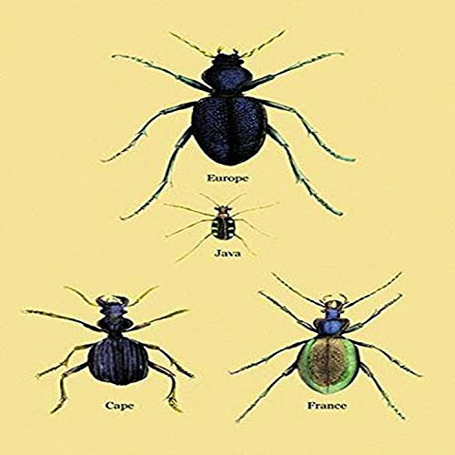 Buyenlarge 0-587-17956-2-P1218 Beetles of Java, France, Cape and Europe #2" Paper Poster, 12" x 18"