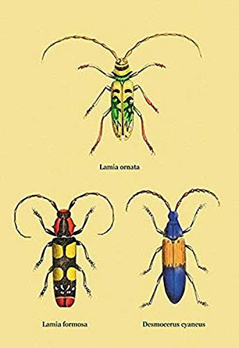 Buyenlarge Beetles: Lamia Ornata, L. Formosa and Desmocerus Cyaneus #2-8" X 12" Fine Art Giclee Print