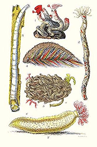 Buyenlarge Ship Worm, Sea Mouse and Sea Cucumber - 16" X 24" Fine Art Giclee Print