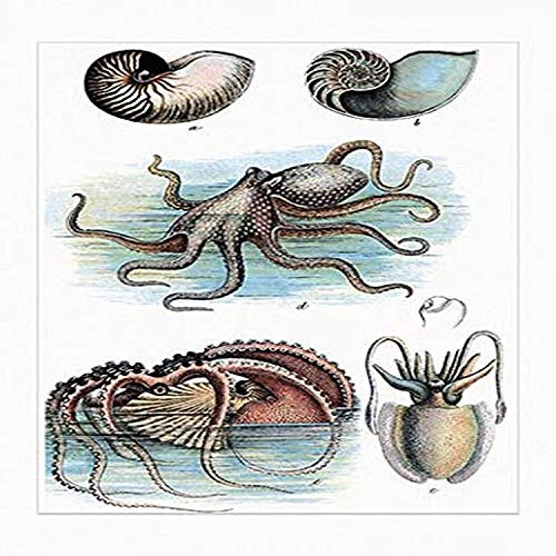 Buyenlarge 0-587-19022-1-P1218 Cephalopods Nautilus, Octopus and Squid Paper Poster, 12" x 18"