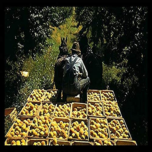 Buyenlarge 0-587-19611-4-P1218 Hauling Crates of Peaches Paper Poster, 12" x 18"