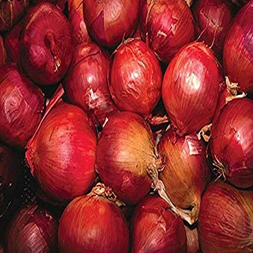 Buyenlarge 0-587-19641-6-G1827 'Red Onions' Giclee Fine Art Print, 18" x 27"