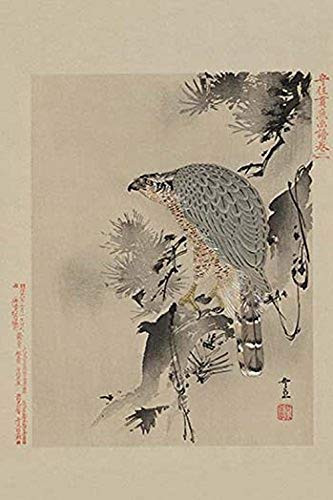 Buyenlarge 0-587-23610-8-P1218 Hawk Paper Poster, 12" x 18"