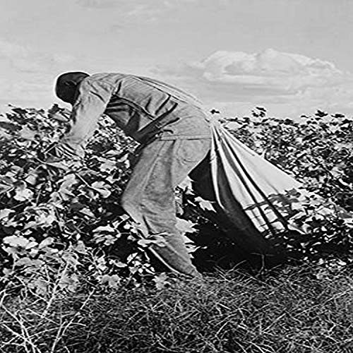 Buyenlarge Migratory Field Worker Picking Cotton - 8" X 12" Fine Art Giclee Print