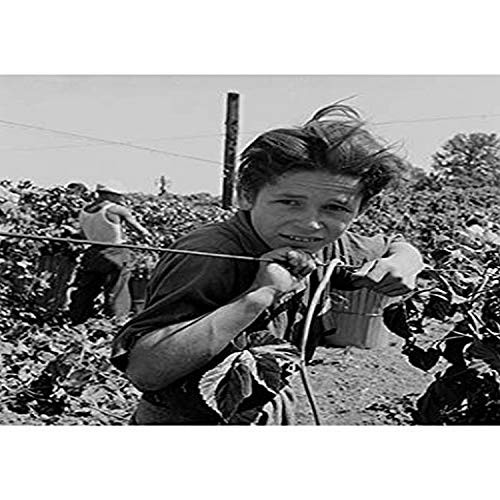 Buyenlarge 0-587-24127-6-G1827 'Portrait of a Migratory Boy Picking Hops' Giclee Fine Art Print, 18" x 27"