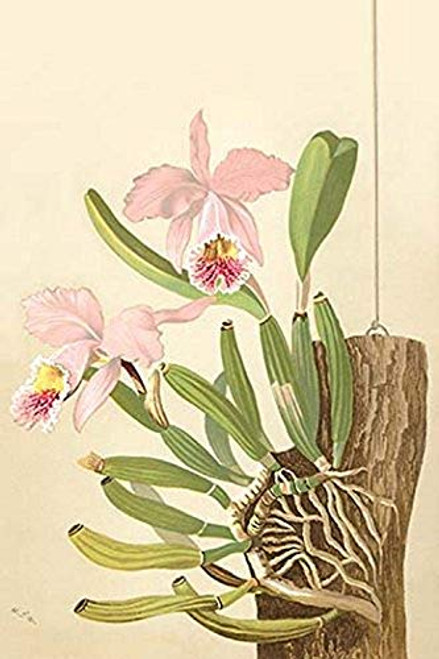 Buyenlarge 0-587-26899-9-P2030 'Cattleya Nossiae' Paper Poster, 20 by 30-Inch Buyenlarge 0-587-26899-9-P2030 'Cattleya Nossiae' Paper Poster, 20 by 30-Inch