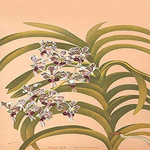 Buyenlarge 0-587-26910-3-G812 Vanda Suavis Fine Art Giclee Print, 8" x 12"