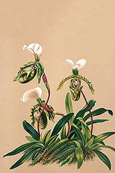Buyenlarge 0-587-26921-9-P1827 Cypripedium Spicerianum; East Indian Lady Slipper (Edition 11371)" Paper Poster, 18" x 27"