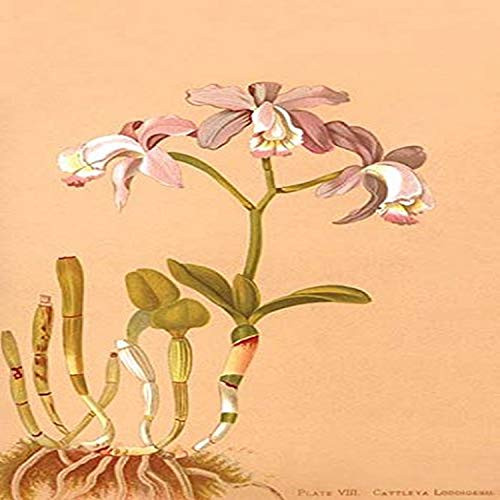 Buyenlarge 0-587-26922-7-P1218 Cattleya Loddigesi Ii (Edition 8689)" Paper Poster, 12" x 18"