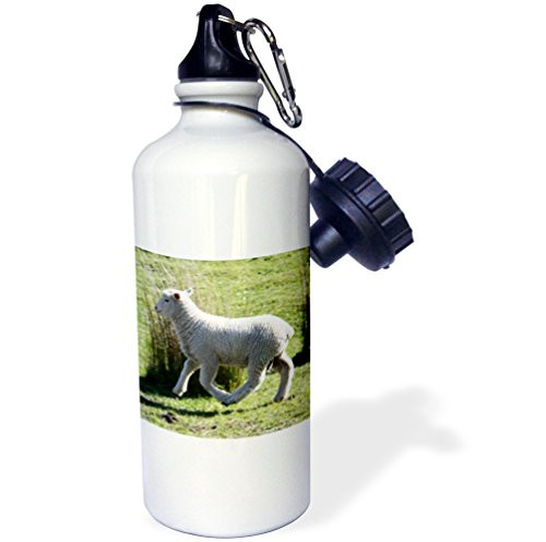 3dRose wb_22806_1"Skipping Sheep Golden Bay New Zealand" Sports Water Bottle, 21 oz, White