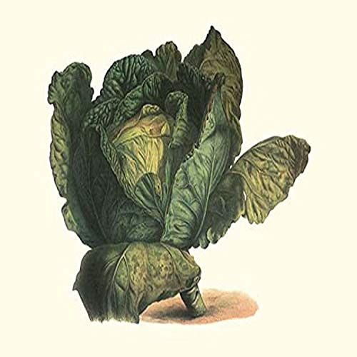 Buyenlarge 0-587-28535-4-P1218 Cabbage Head Paper Poster, 12" x 18"