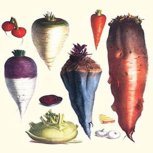 Buyenlarge Tubers III - 8" X 12" Fine Art Giclee Print