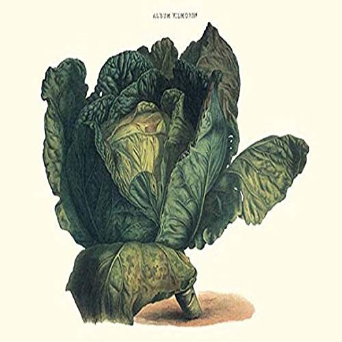 Buyenlarge 0-587-28544-3-G1827 'Cabbage' Giclee Fine Art Print, 18" x 27"