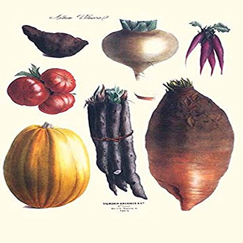 Buyenlarge 0-587-28596-6-G812 Vegetables; Tomato, Raddish, Sweet, Pumpkin, Carrots, Yam Fine Art Giclee Print, 8" x 12"