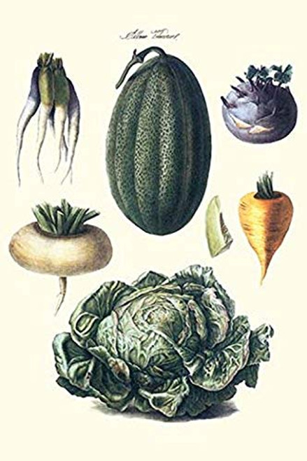 Buyenlarge 0-587-28598-2-P1827 Vegetables; Melon, Turnip, Lettuce, Cabbage, Paper Poster, 18" x 27"