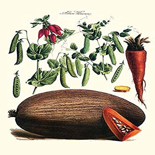 Buyenlarge 0-587-28613-x-P1218 Vegetables; Peas in Pods, Raddish, Carrot, Melon Paper Poster, 12" x 18"