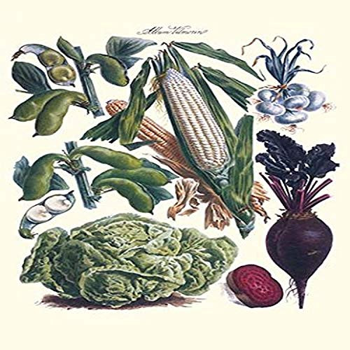 Buyenlarge Vegetables; Corn, Cabbage, Beet, Onion, Beans - 8" X 12" Fine Art Giclee Print