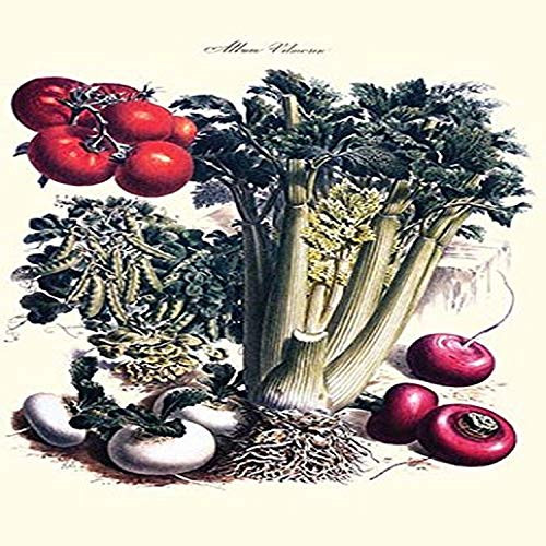 Buyenlarge 0-587-28629-6-G812 Vegetables; Turnip, Raddish, Tomato, Celery and Peas Fine Art Giclee Print, 8" x 12"