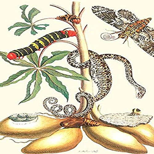 Buyenlarge 0-587-28723-3-G812 Moths & A Tree Boa Fine Art Giclee Print, 8" x 12"