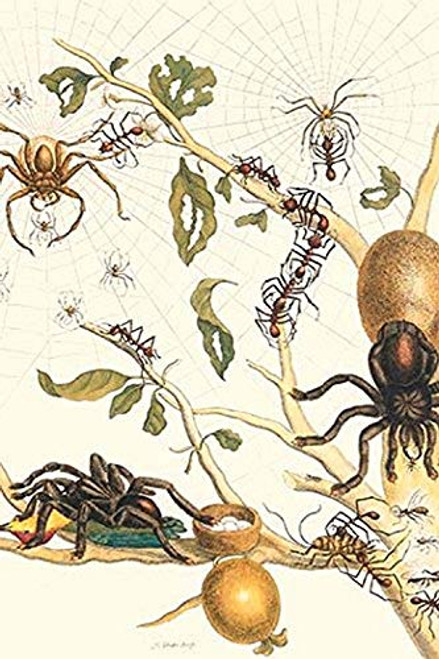 Buyenlarge 0-587-28735-7-P1827 Tarantulas & Army Ants Paper Poster, 18" x 27" Buyenlarge 0-587-28735-7-P1827 Tarantulas & Army Ants Paper Poster, 18" x 27"