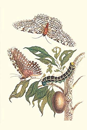 Buyenlarge 0-587-28737-3-G1624 Limbo Tree with Owlet Moth Fine Art Giclee Print, 16" x 24"