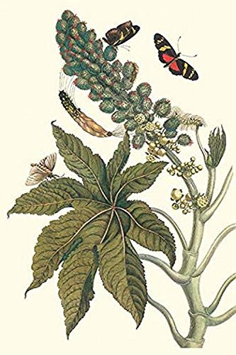 Buyenlarge 0-587-28747-0-G1624 Castor Oil Tree with a Moth Fine Art Giclee Print, 16" x 24"