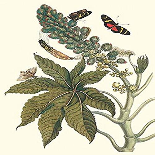 Buyenlarge 0-587-28747-0-P1218 Castor Oil Tree with a Moth Paper Poster, 12" x 18" Buyenlarge 0-587-28747-0-P1218 Castor Oil Tree with a Moth Paper Poster, 12" x 18"