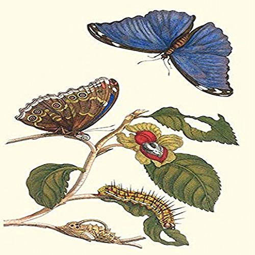 Buyenlarge 0-587-28770-5-P1218 Epiphytic Climbing Plant with a Peleides Blue Morpho Butterfly & a Gulf Fritillary Paper Poster, 12" x 18"